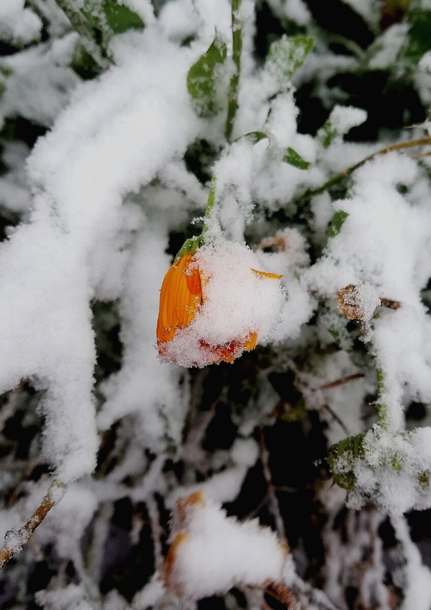 冰寒彻骨雪中花2021年乌鲁木齐初雪