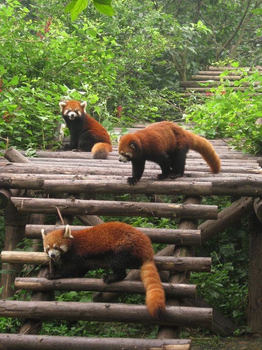 20080717三只浣熊成都熊猫生态公园 - 浣熊, 成