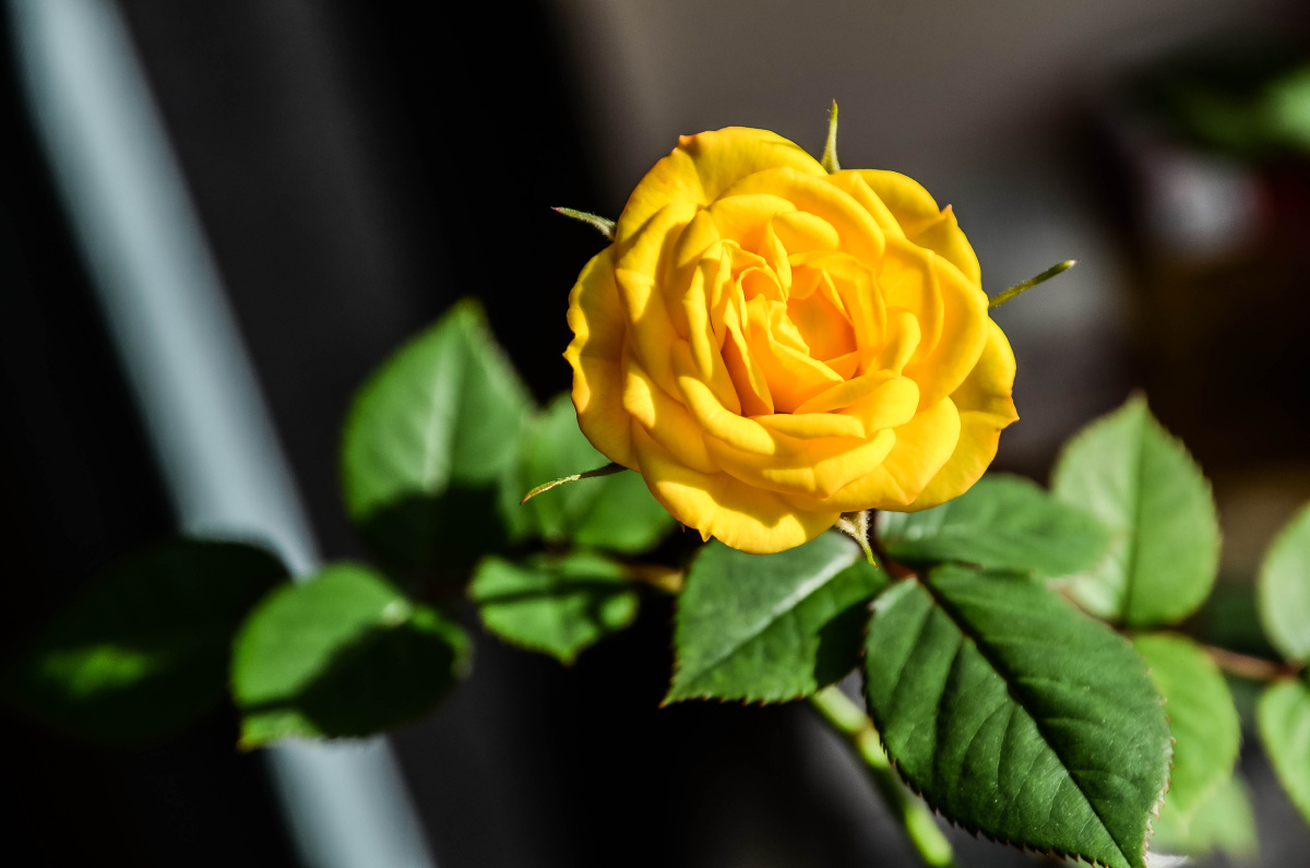 黄玫瑰这首歌什么意思图片