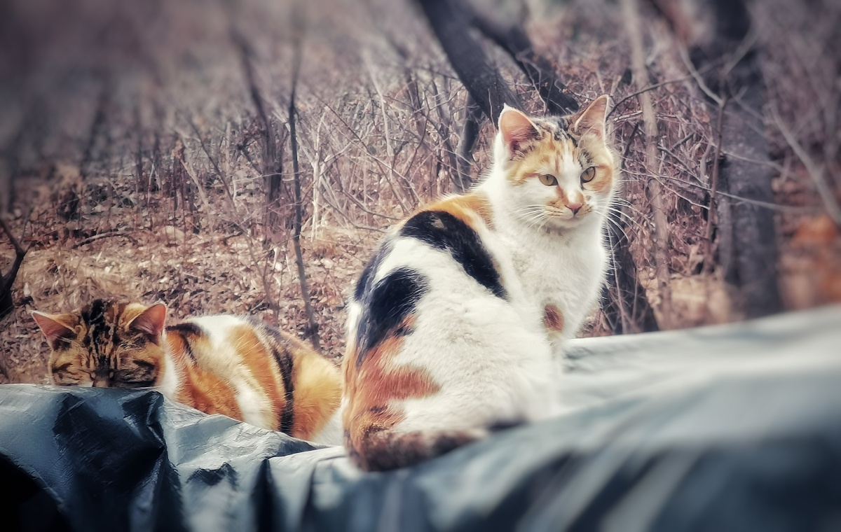 壁纸 动物 猫 猫咪 小猫 桌面 1200_760