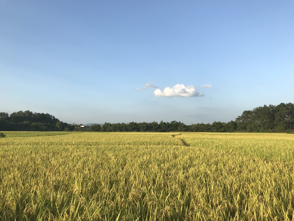 风吹稻花香