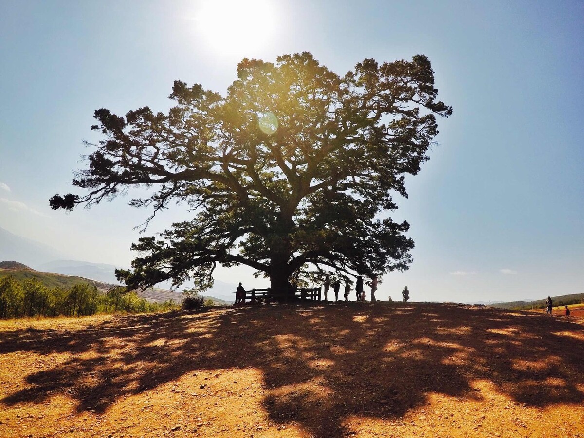 东川红土地千年龙树