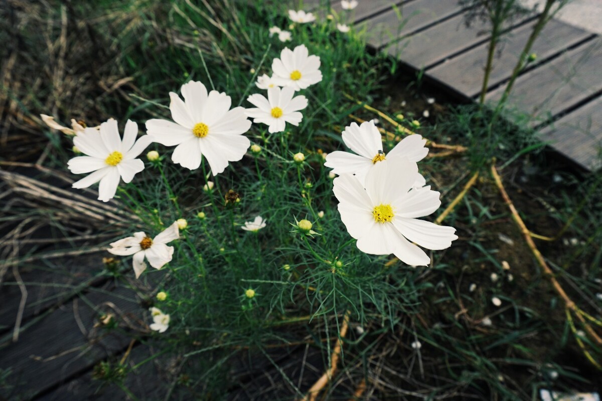 路边的小雏菊