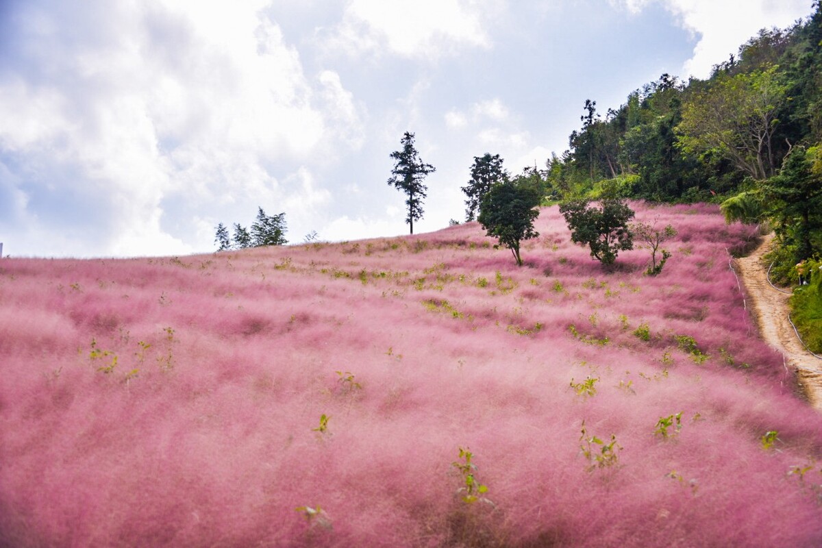 粉黛花海