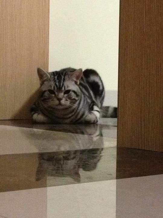 猛虎嗅蔷薇图片_纵览新闻