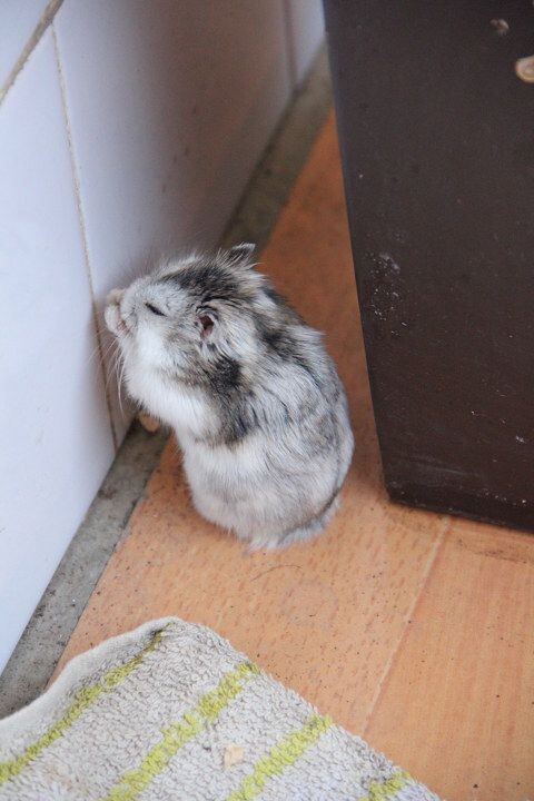 家有仓鼠
