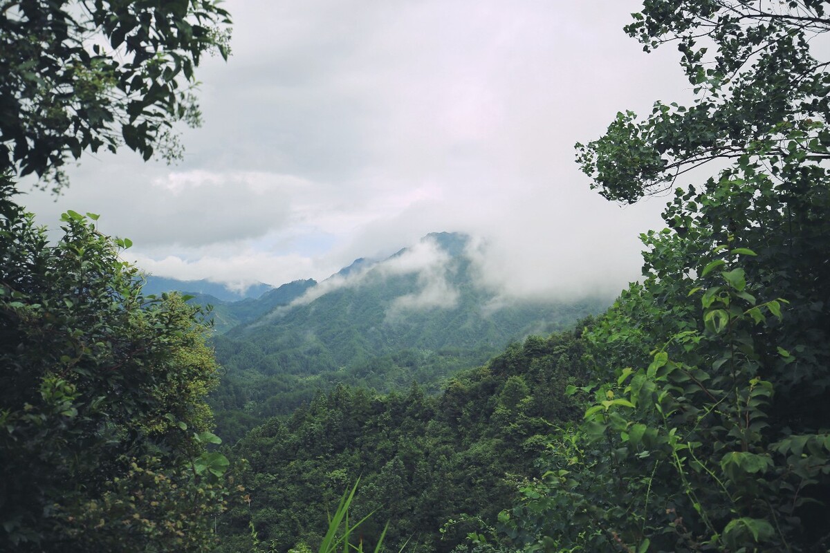雨后山林