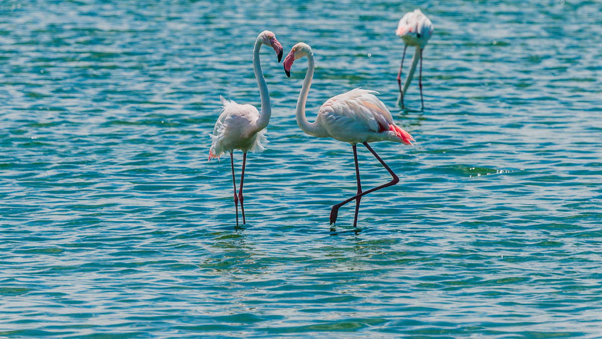 鲸湾的火烈鸟,跳跃的音符