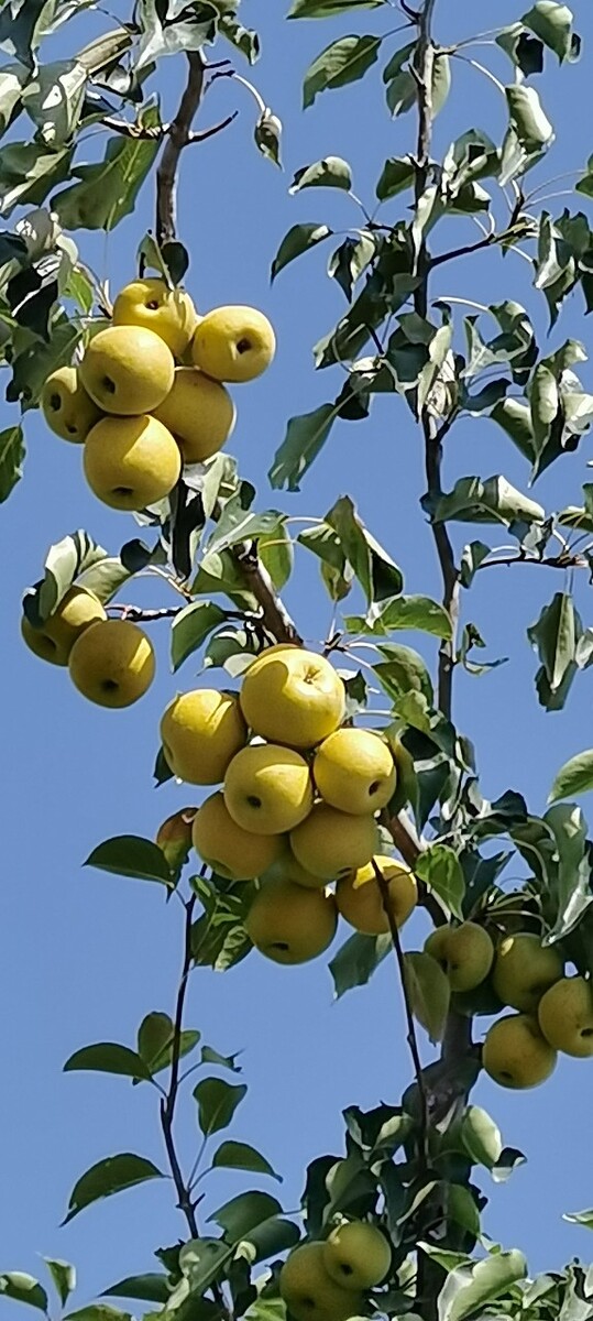 秋收果实苹果