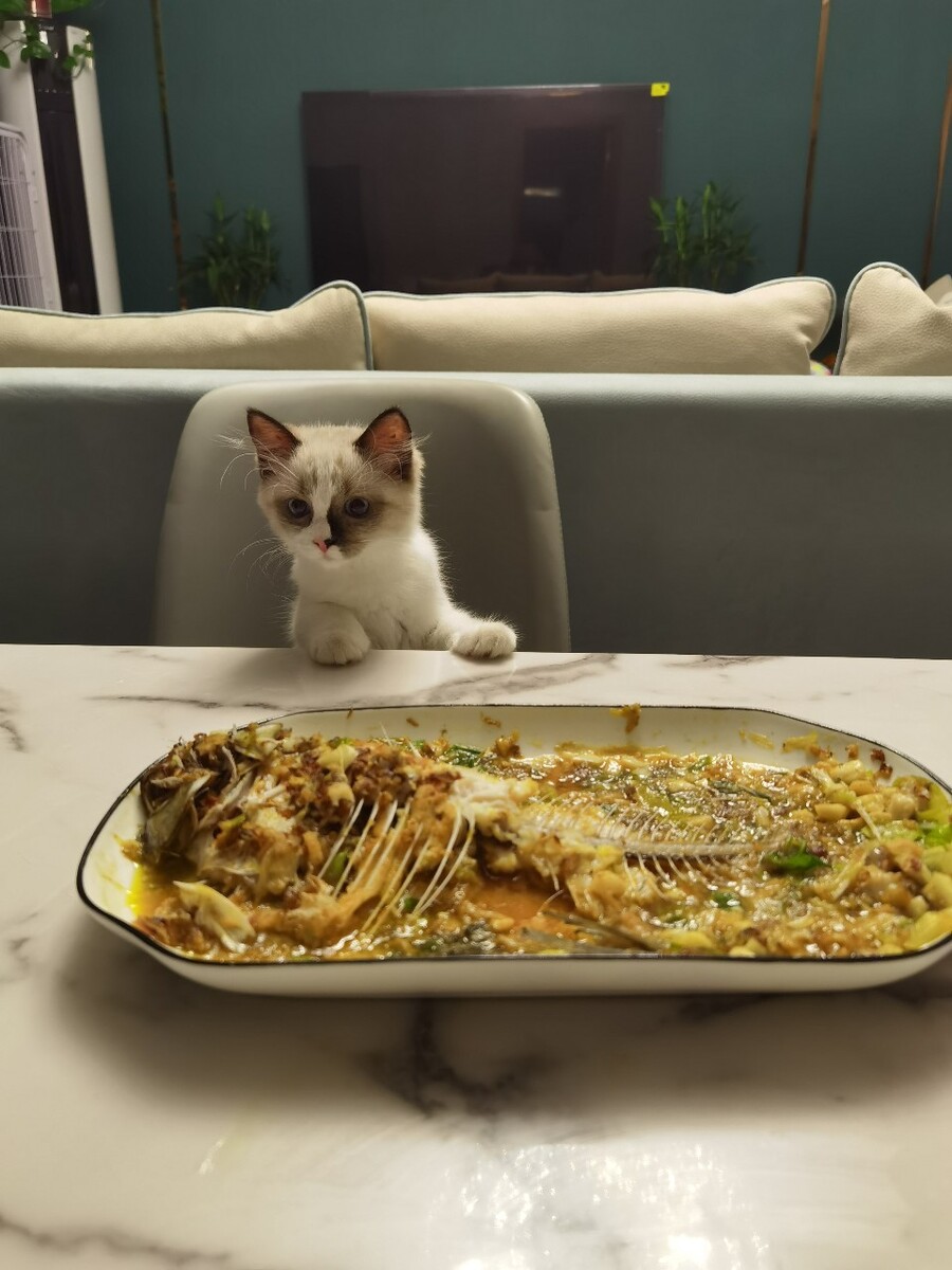 抓到一只偷腥的猫