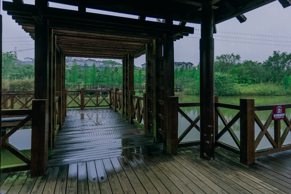 湿地公园细雨蒙蒙中的景色