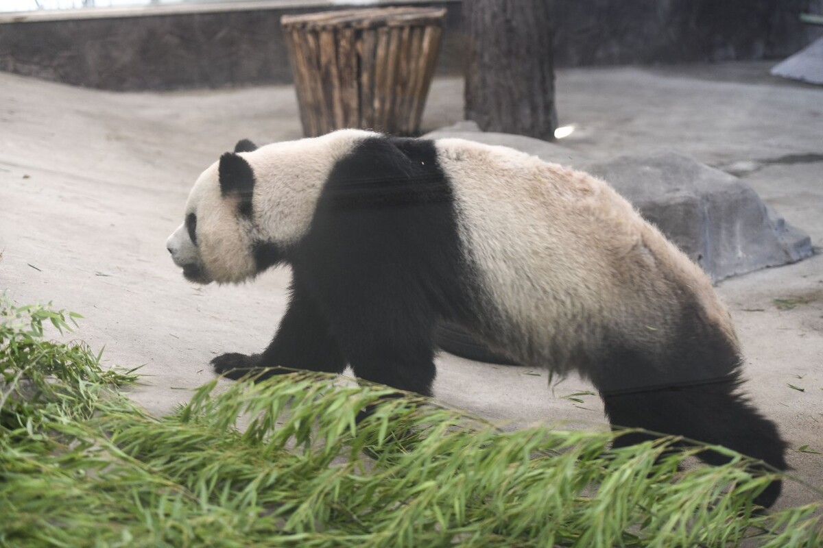 湖州安吉竹博园的大熊猫正在吃竹子真可爱