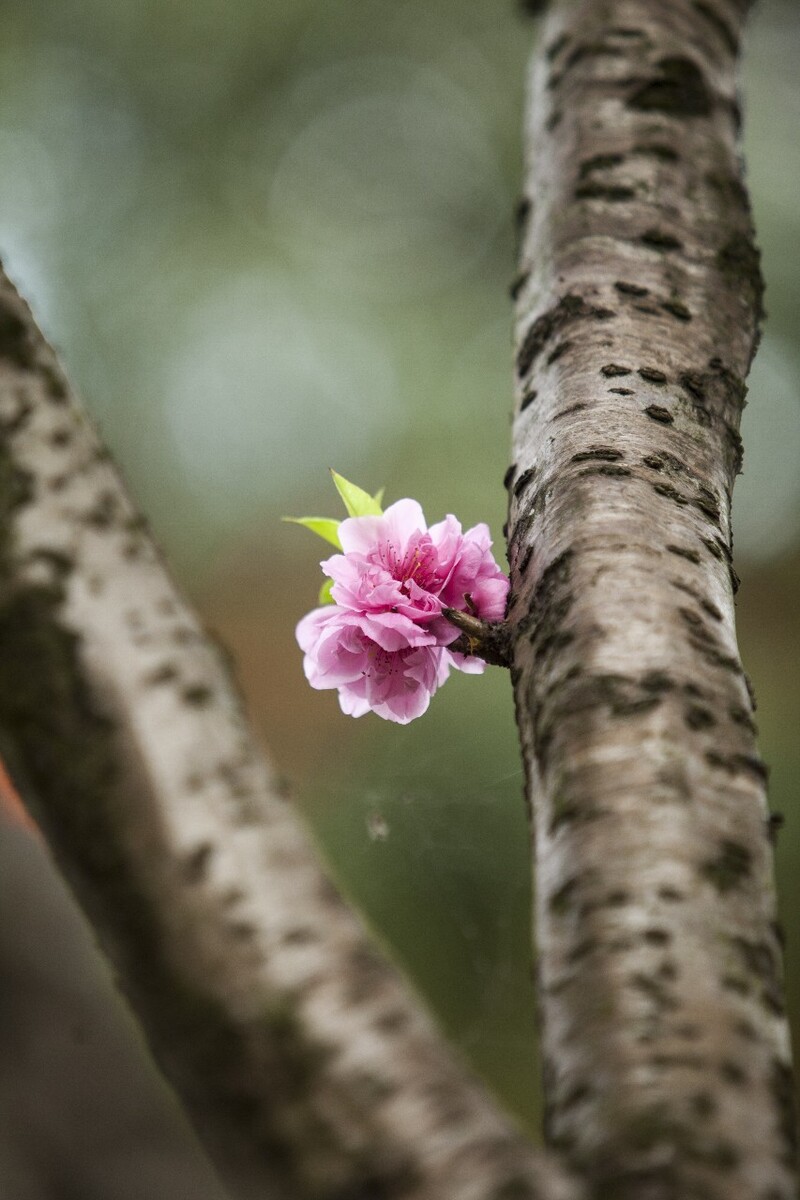 老树开花