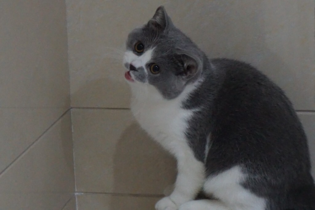斗猫