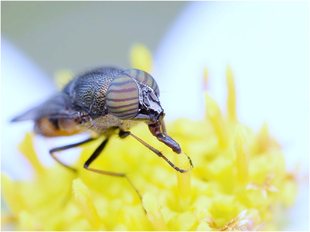 斑眼口鼻蝇