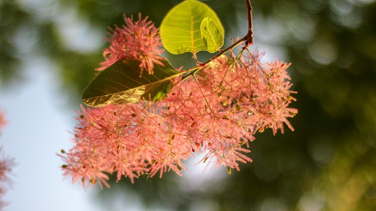 黄栌花开