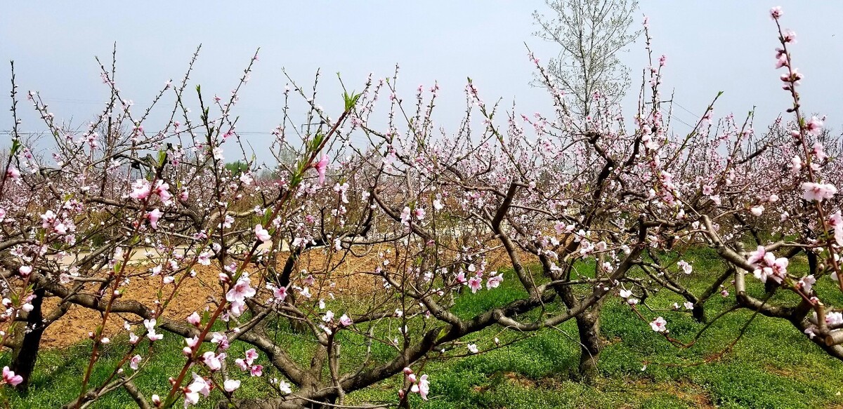 长安王莽桃花