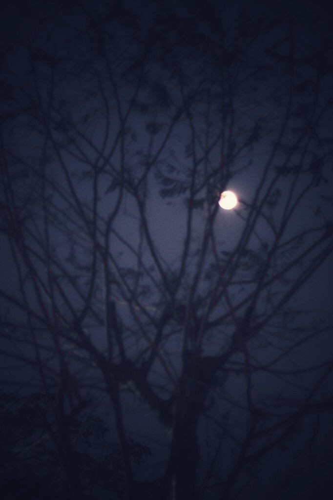 夜月还靠朦胧意                  