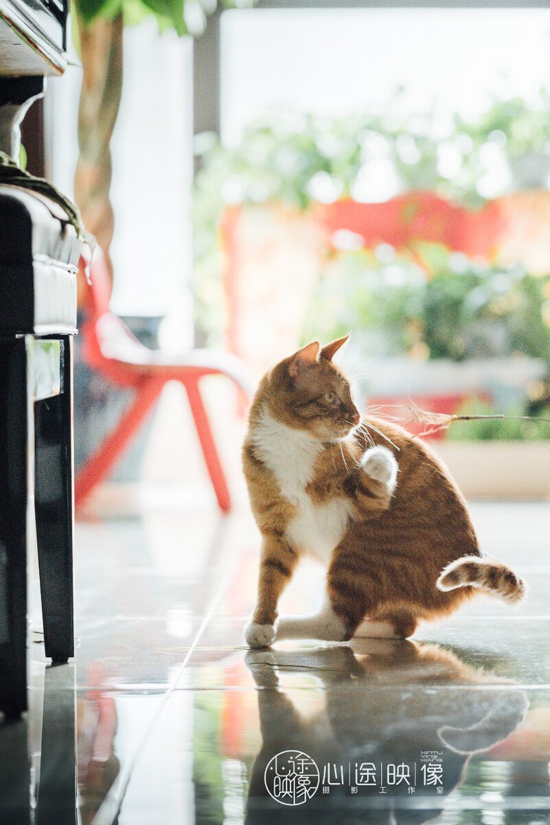 百福猎猫宠物摄影逆光之恋