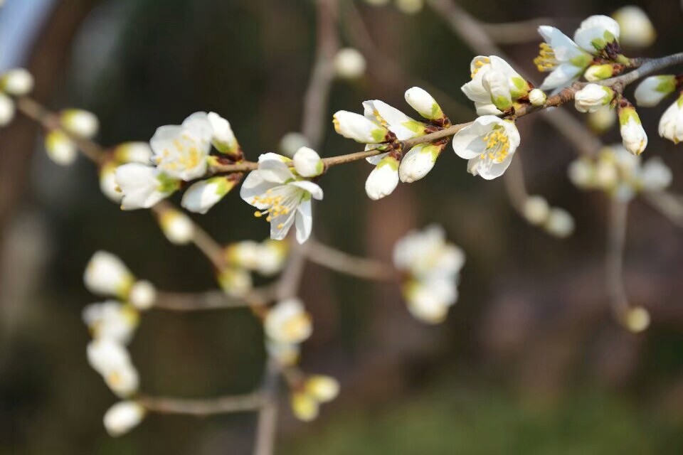 樱花朵朵开河北保定府河公园