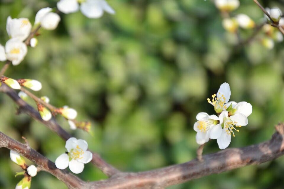 樱花朵朵开河北保定府河公园