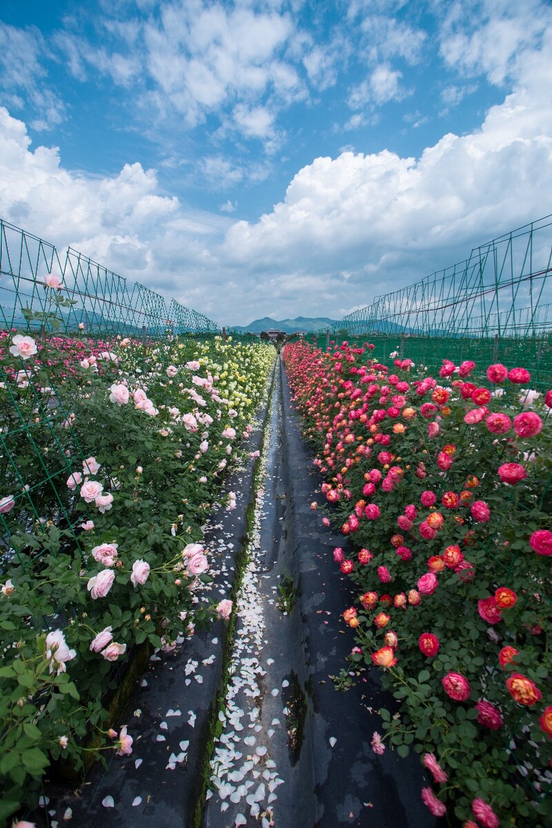 玫瑰花路