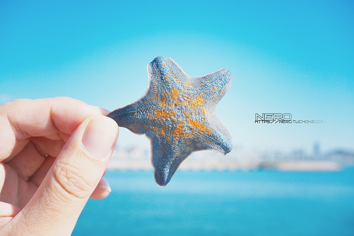 没错,这种海星就叫"海燕"             