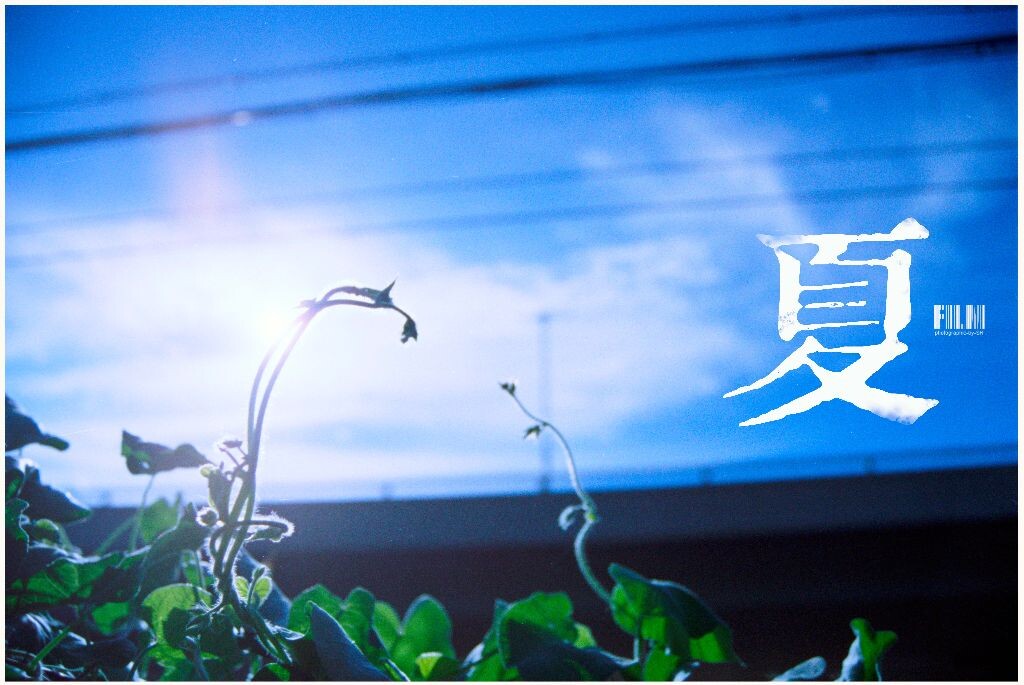 夏色 br /> 夏天 清风拂过毛茸茸的嫩芽 一切都在希望之中■胶片135