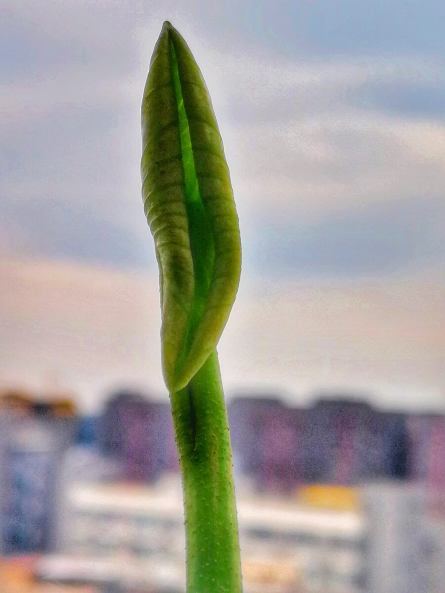 自己栽的莲藕发芽抽绿的样子真美.