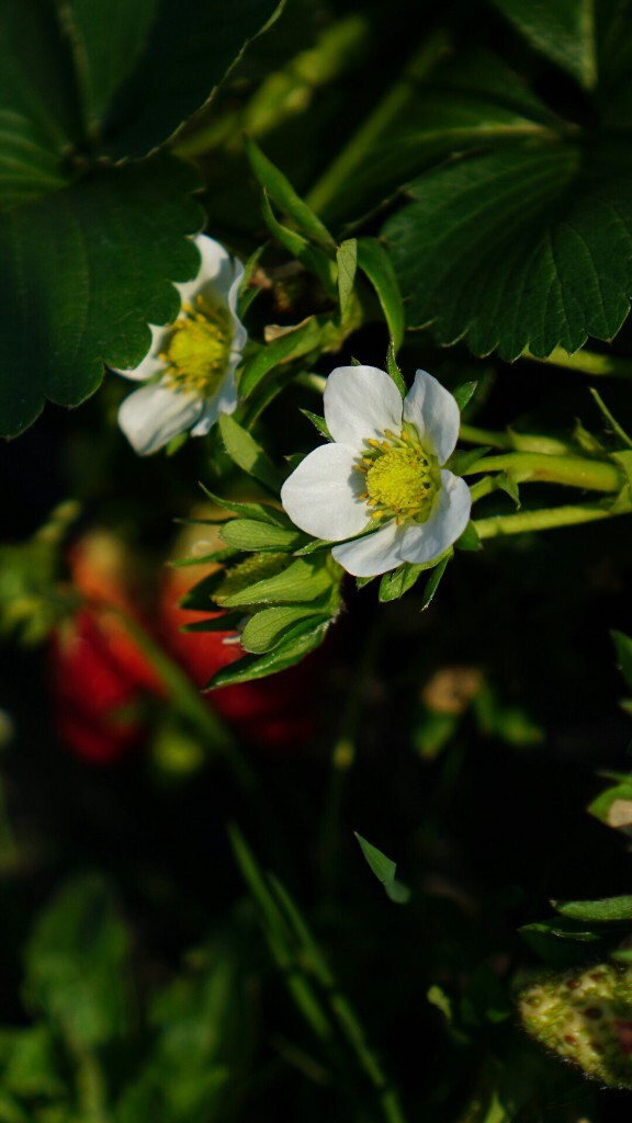 草莓花