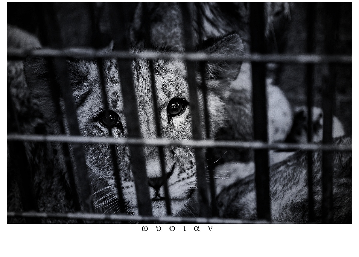 《困兽》 - 吴摄师 - 图虫网 - 优质摄影师交流社区