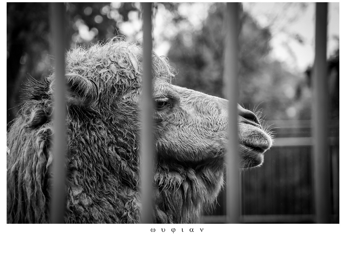 《困兽》 - 吴摄师 - 图虫网 - 优质摄影师交流社区