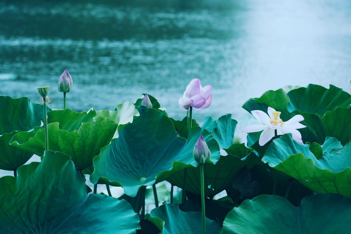 雨荷