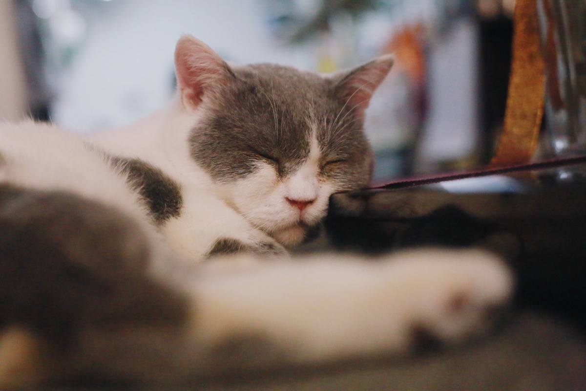 小天使和大懒虫