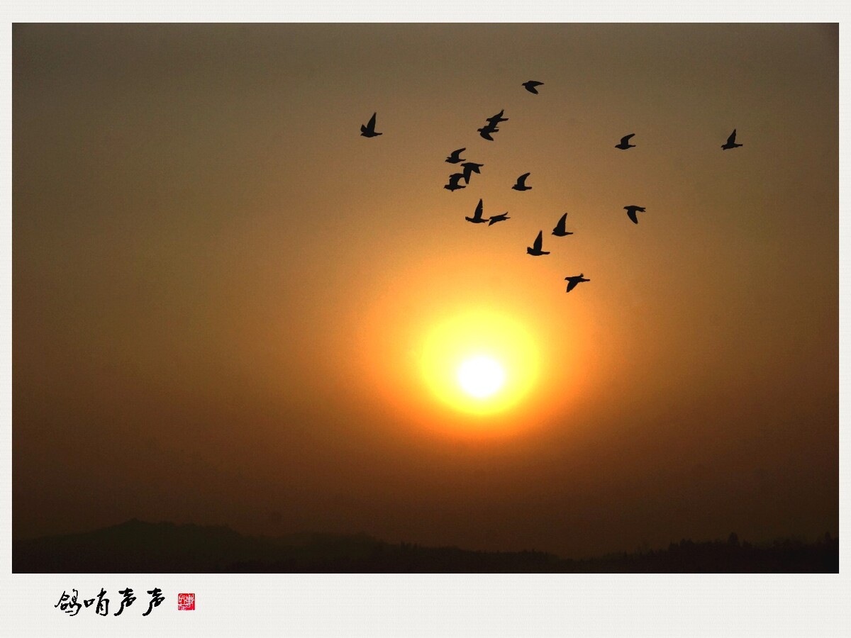 鸽哨声声