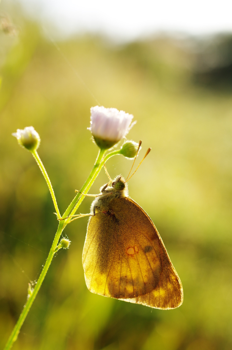 k-5 - 宾得理光图库 - 图虫网 - 优质摄影师交流社区