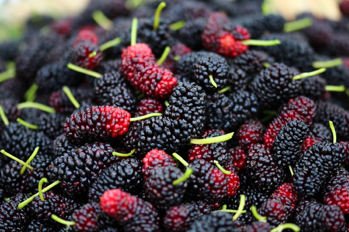 桑葚- 飞行的小草 - 图虫网 - 优质摄影师交流社区