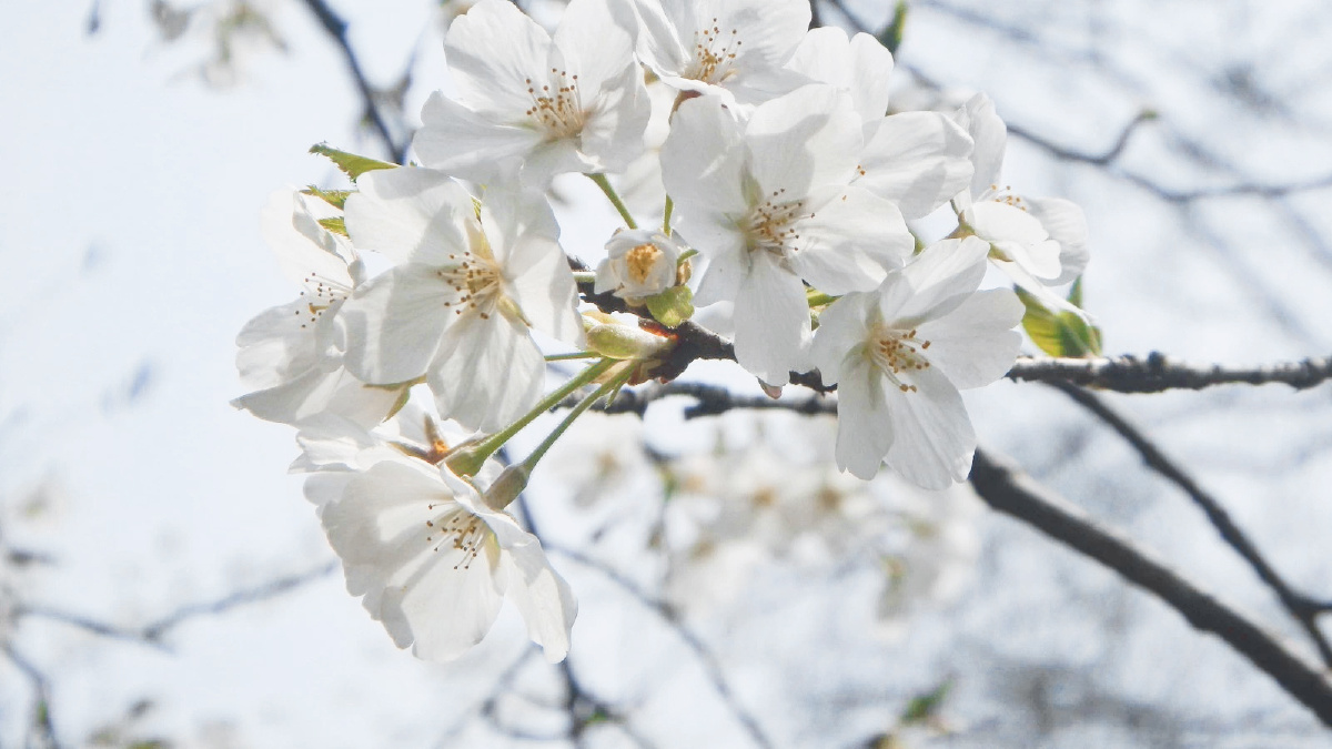 2014 武汉大学樱花