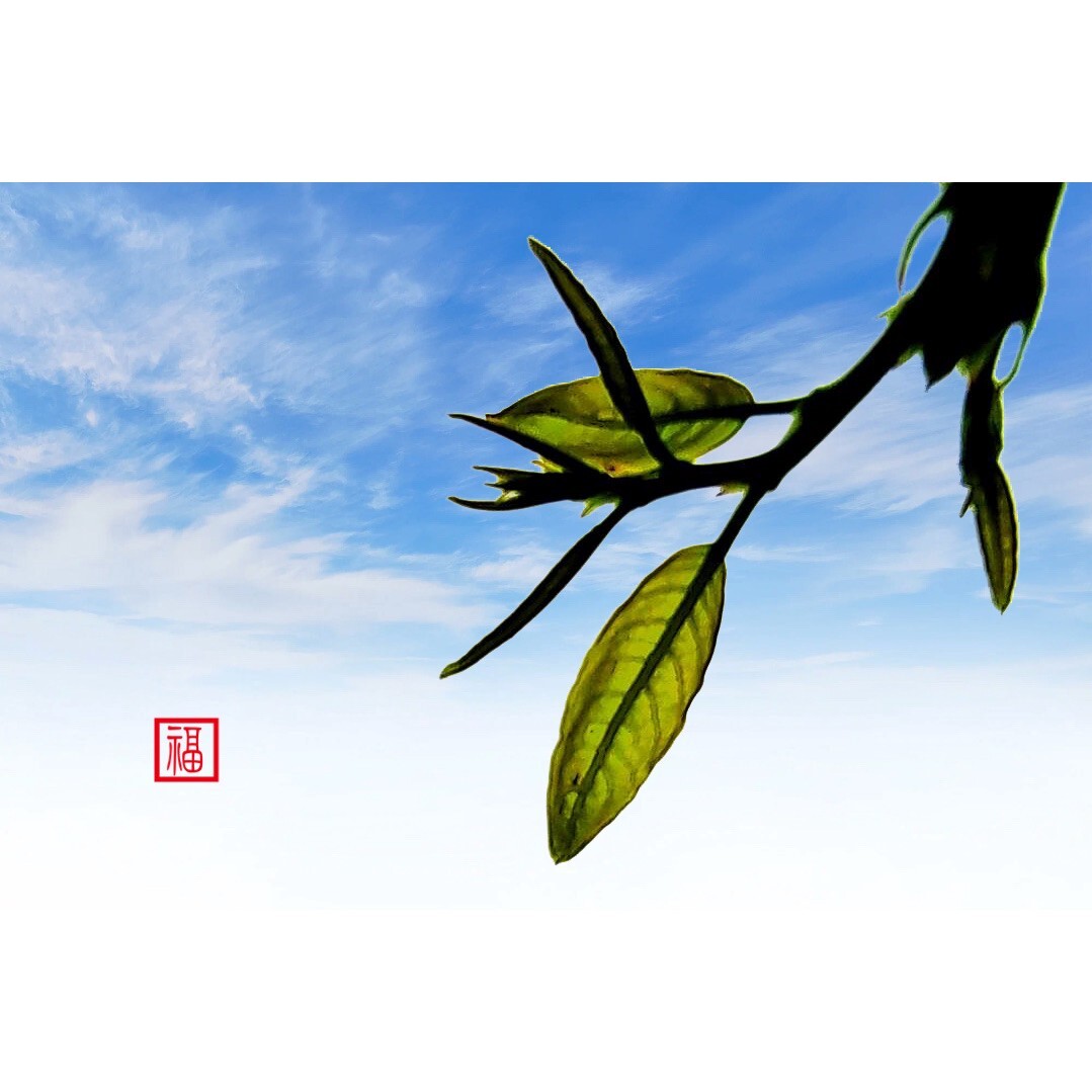青枝绿叶