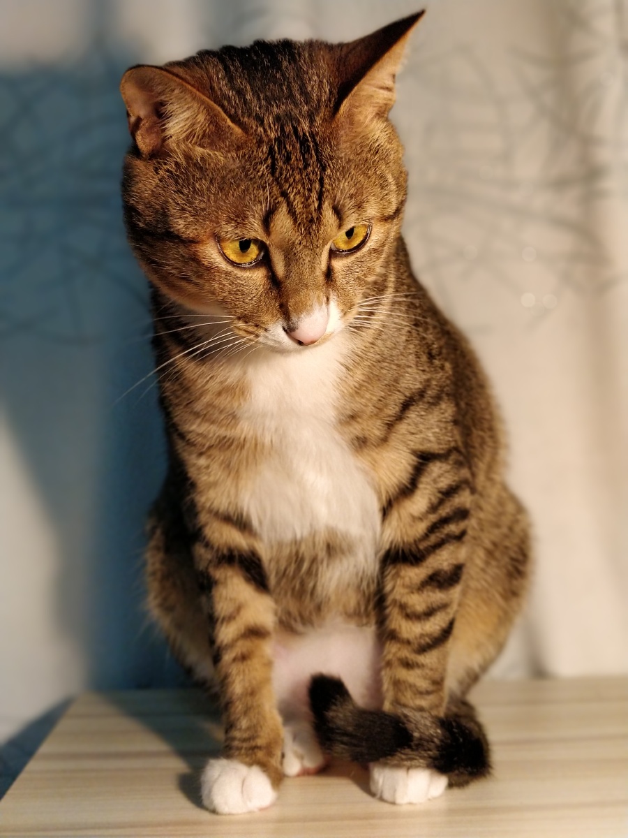 一盏灯 一只猫 一个人