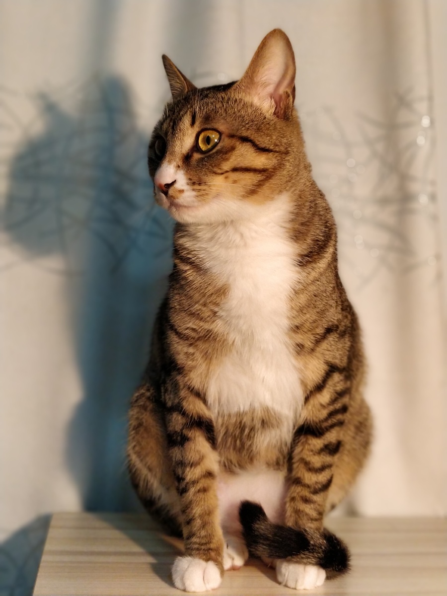 一盏灯 一只猫 一个人