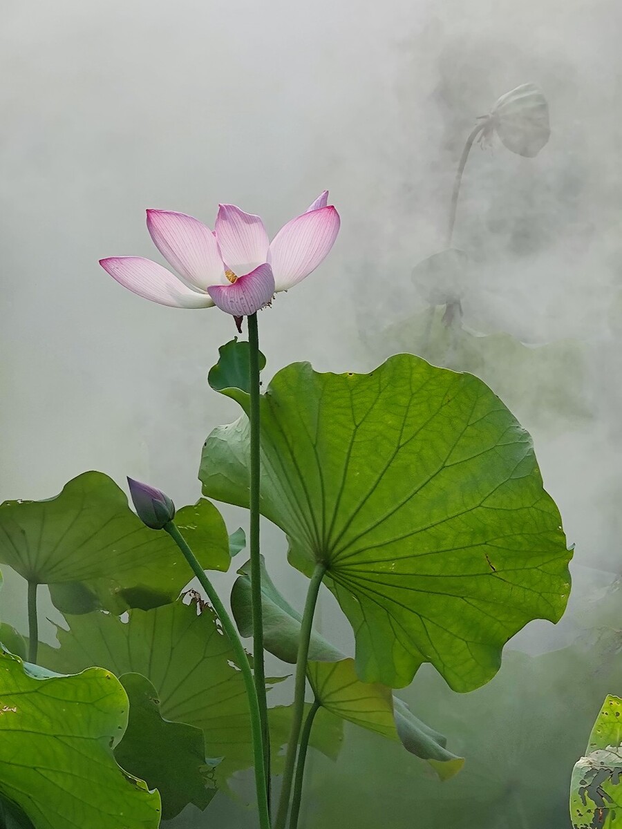 烟雾荷花摄于温州白鹿洲