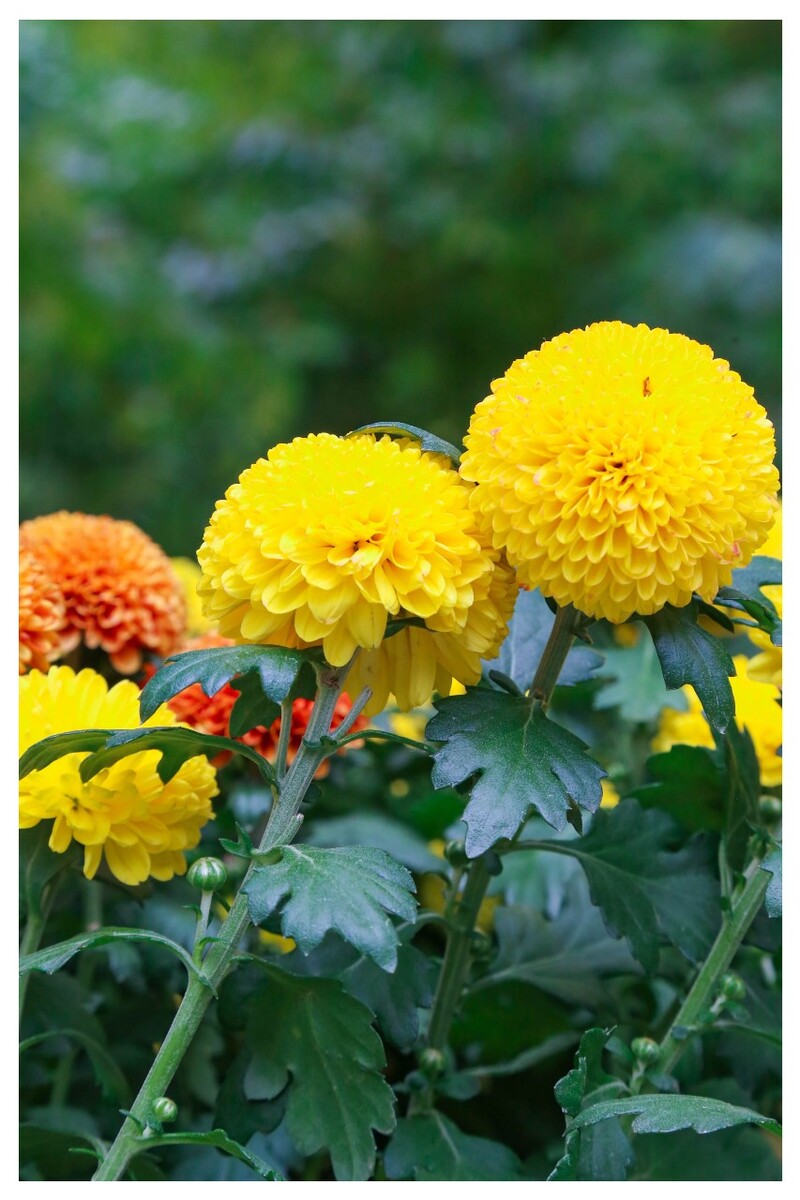 绣球菊