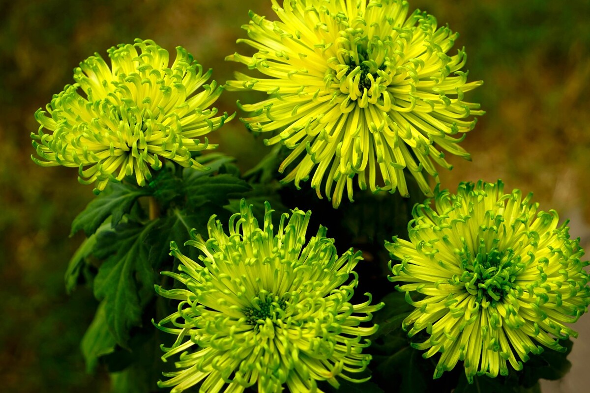 绿菊花
