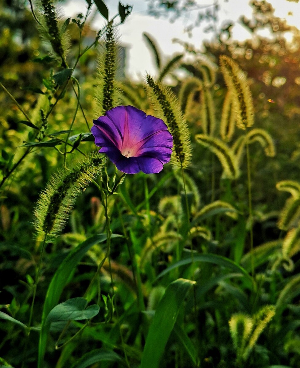 清晨花草