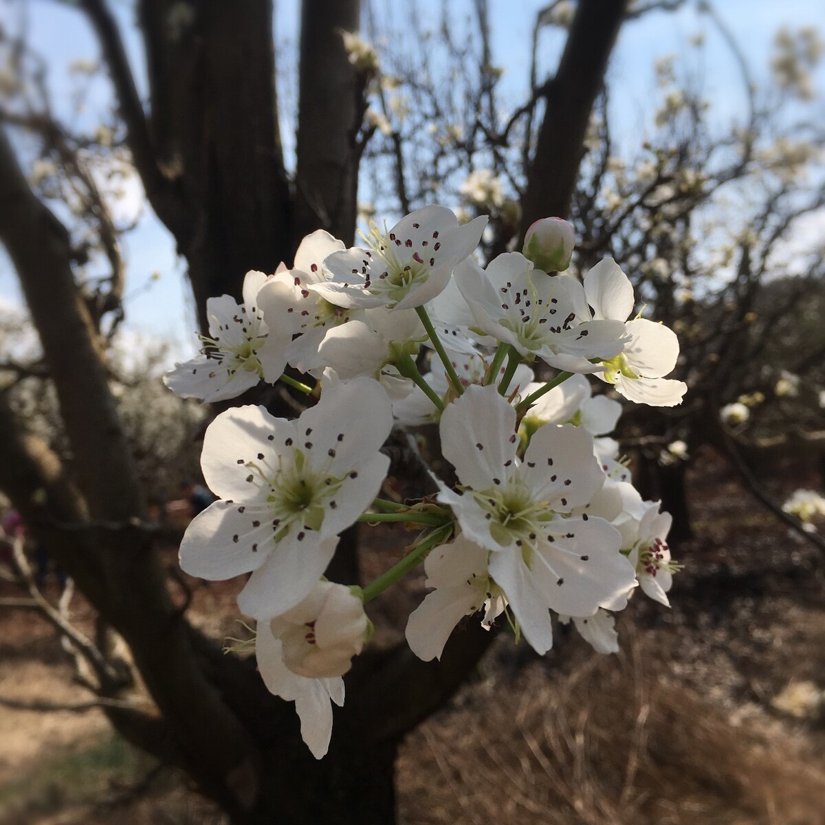 梨花