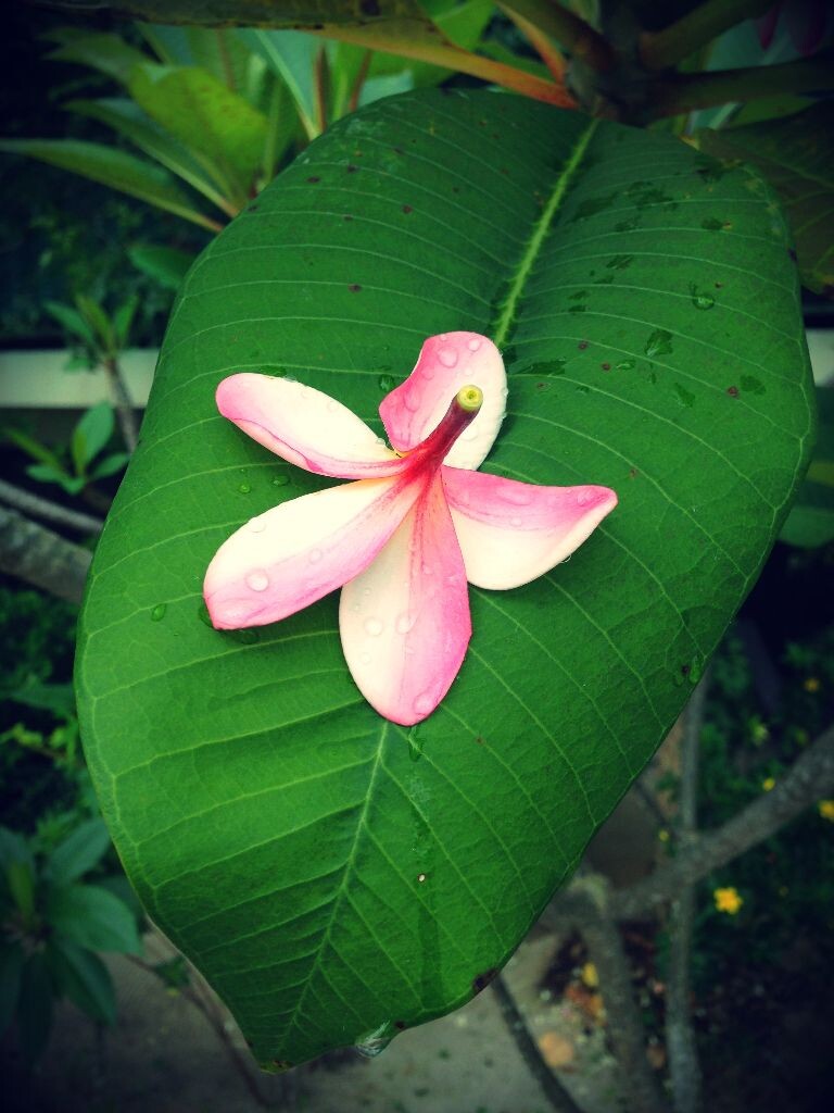 叶上的鸡蛋花 br /> 雨后花园里的一朵鸡蛋花掉落在叶子上面图片