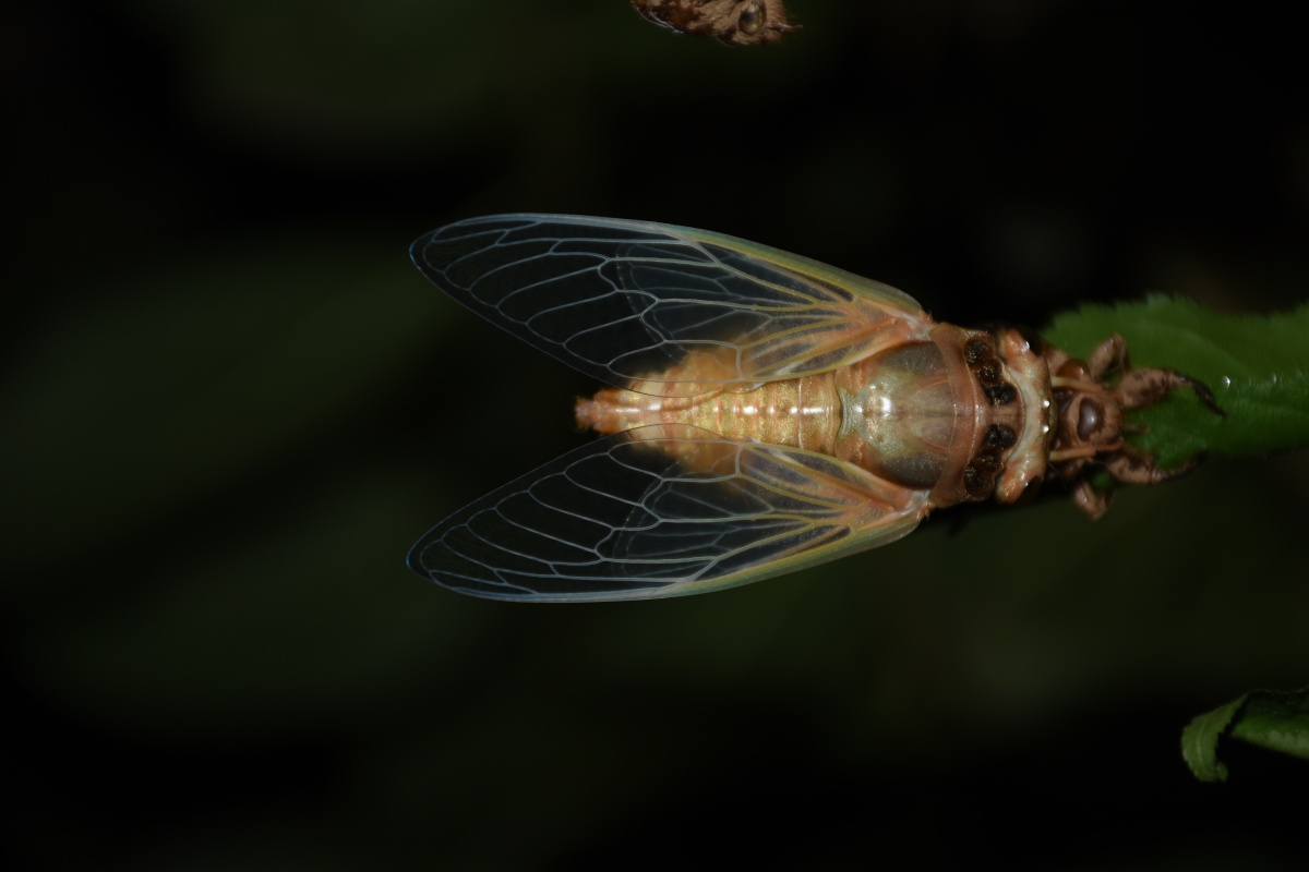 蜕变&lt;/strong&gt;