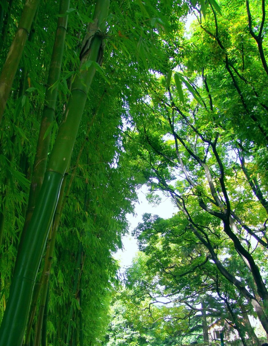 竹子对秋天的挽留:翠竹常青