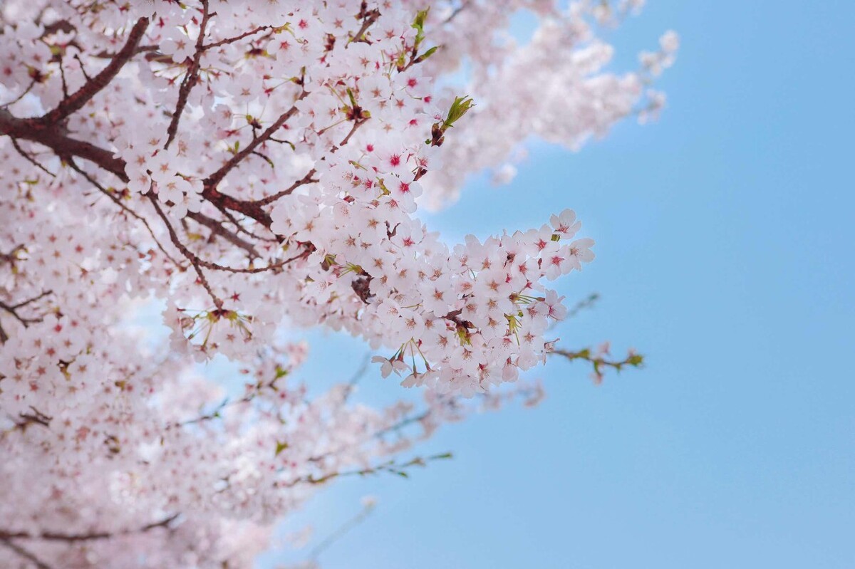 海洋大学 樱花大道
